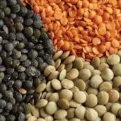 Lentils
